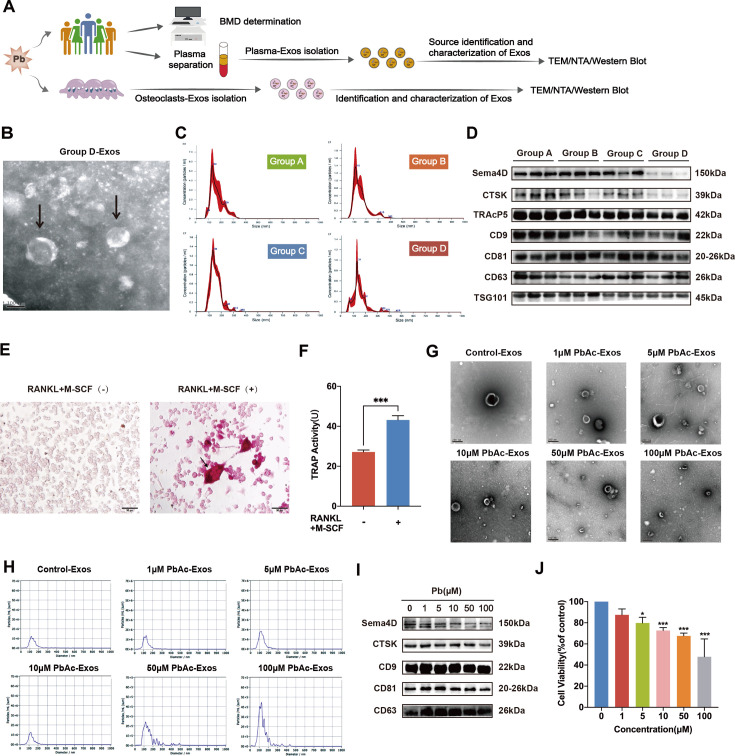 Osteoclast-derived exosomal miR-30a-3p promotes lead exposure-induced osteoporosis by triggering osteoblastic pyroptosis.