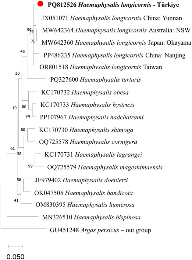 Discovery of the potentially invasive Asian longhorned tick, Haemaphysalis longicornis Neumann (Acari: Ixodidae) in Türkiye: an unexpected finding through citizen science.
