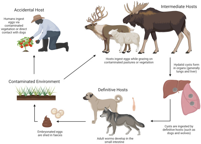 Zoonotic infections in semi-domesticated eurasian tundra reindeer (Rangifer tarandus tarandus) in Fennoscandia - a review.