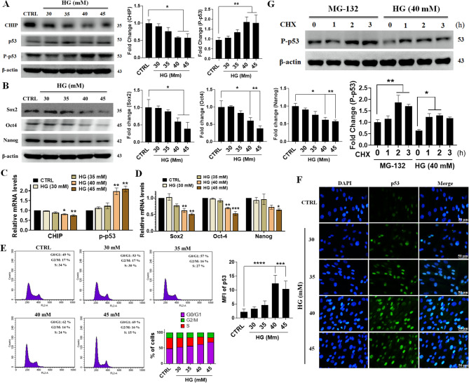 Chaperone-assisted E3 ligase-engineered mesenchymal stem cells target hyperglycemia-induced p53 for ubiquitination and proteasomal degradation ameliorates self-renewal.
