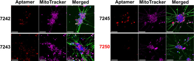 Selection of DNA Aptamers That Promote Neurite Outgrowth in Human iPSC-Derived Sensory Neuron Organoid Cultures.