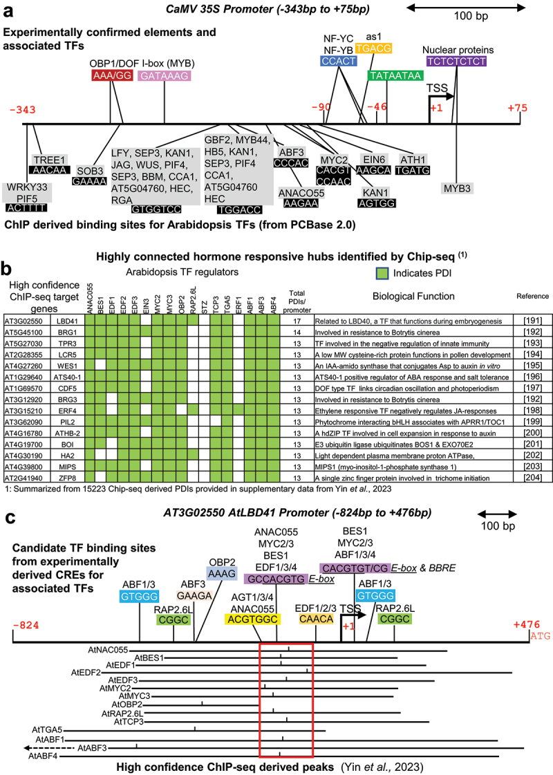 Decoding complexity: tackling the challenge of how many transcription factors regulate a plant gene.