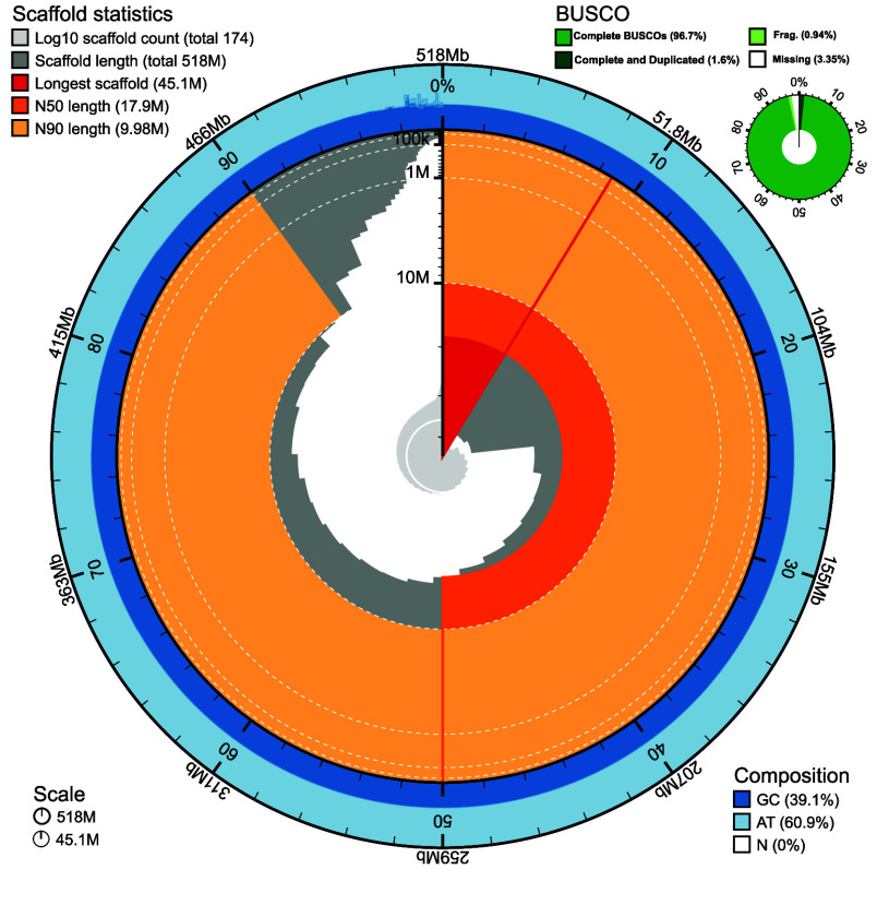 Genome assembly and annotation of <i>Acropora pulchra</i> from Mo'orea French Polynesia.