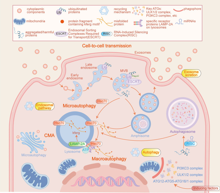 Autophagy: a double-edged sword in ischemia-reperfusion injury.