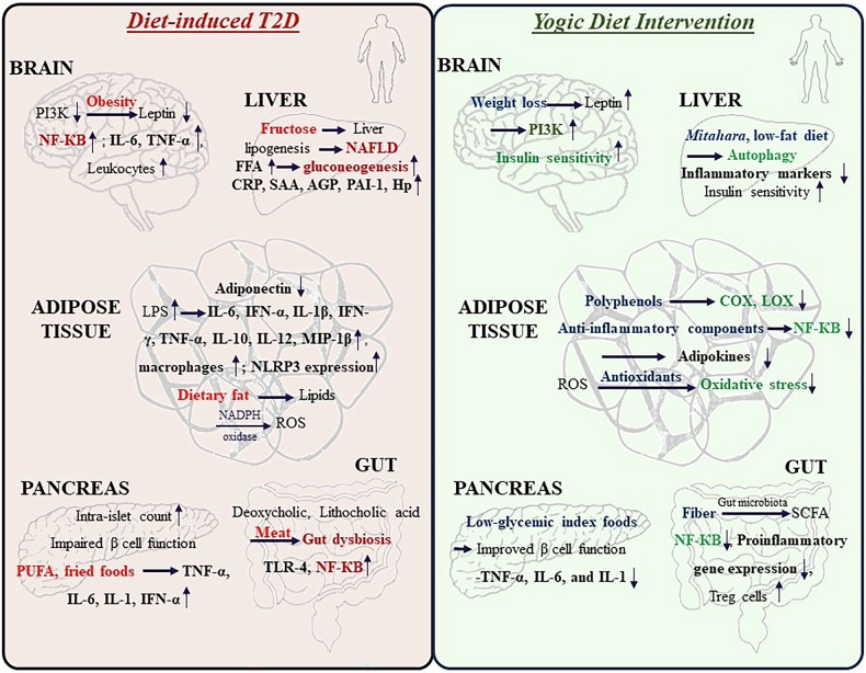A comprehensive review on the implications of Yogic/Sattvic diet in reducing inflammation in type 2 diabetes.
