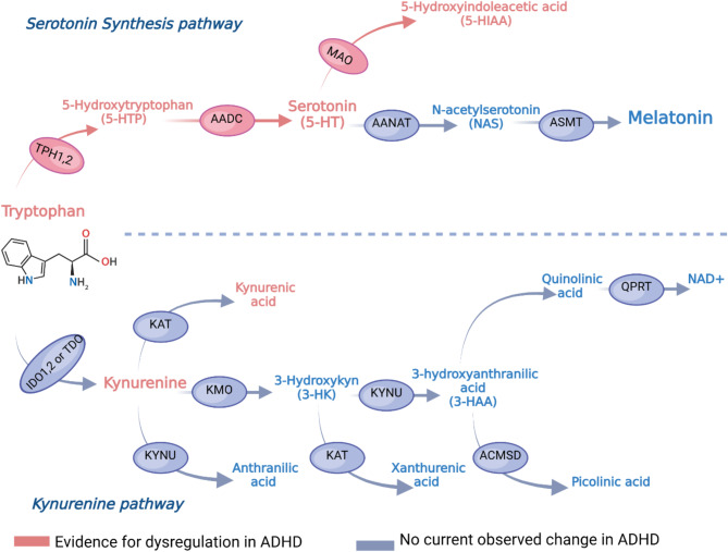 Serotonin dysfunction in ADHD.