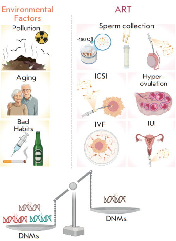 The Effects of Assisted Reproductive Technologies on De Novo Mutations.
