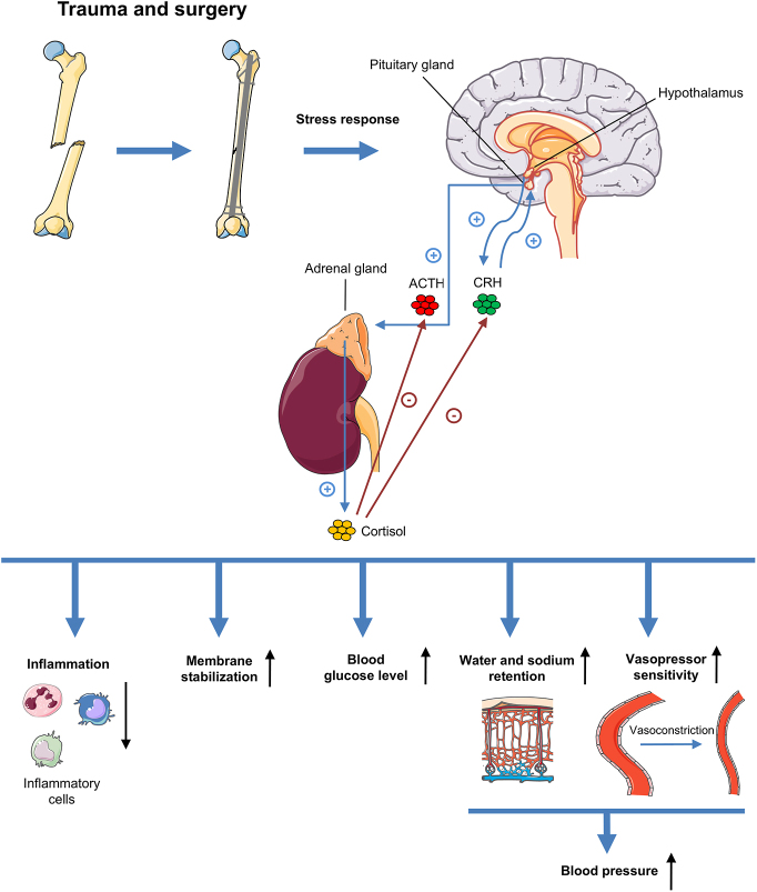 Cortisol stress response after musculoskeletal surgery: a narrative review.