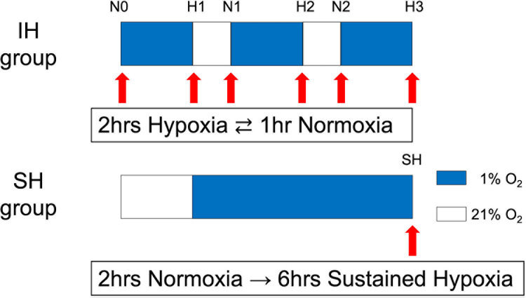 Intermittent hypoxic stimulation promotes efficient expression of Hypoxia-inducible factor-1α and exerts a chondroprotective effect in an animal osteoarthritis model.