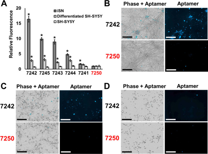 Selection of DNA Aptamers That Promote Neurite Outgrowth in Human iPSC-Derived Sensory Neuron Organoid Cultures.