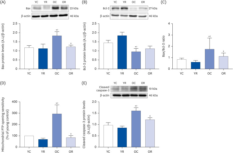 Resveratrol attenuates aging-induced mitochondrial dysfunction and mitochondria-mediated apoptosis in the rat heart.