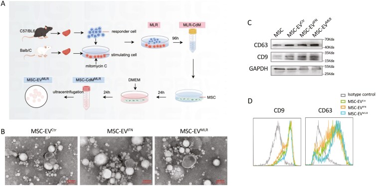 Mixed lymphocyte reaction-conditioned MSC-derived extracellular vesicles enhance graft survival via miR-638-mediated immunoregulation.