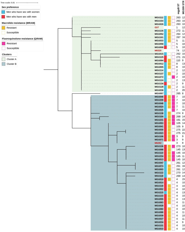<i>Mycoplasma genitalium</i> molecular typing in men with non-gonococcal urethritis discriminates between phylogenetic clusters based on sexual preference and antibiotic resistance.