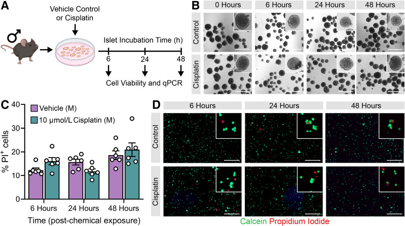 Cisplatin Exposure Dysregulates Insulin Secretion in Male and Female Mice.