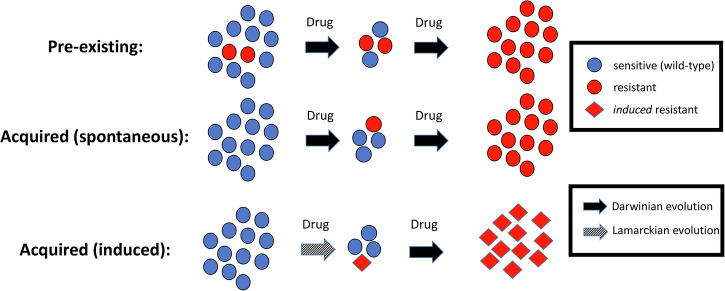 Understanding therapeutic tolerance through a mathematical model of drug-induced resistance.