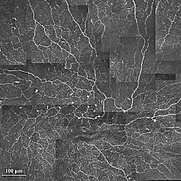 Abstract Image