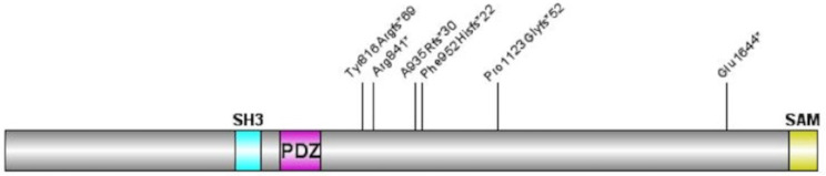 Protein-truncating variants and deletions of SHANK2 are associated with autism spectrum disorder and other neurodevelopmental concerns.