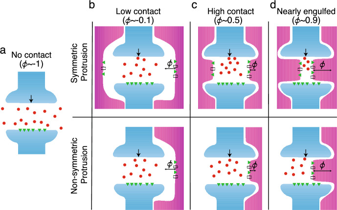 Extending Mathematical Frameworks to Investigate Neuronal Dynamics in the Presence of Microglial Ensheathment.