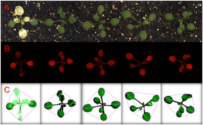 Advancing radiation-induced mutant screening through high-throughput technology: a preliminary evaluation of mutant screening in Arabidopsis thaliana.