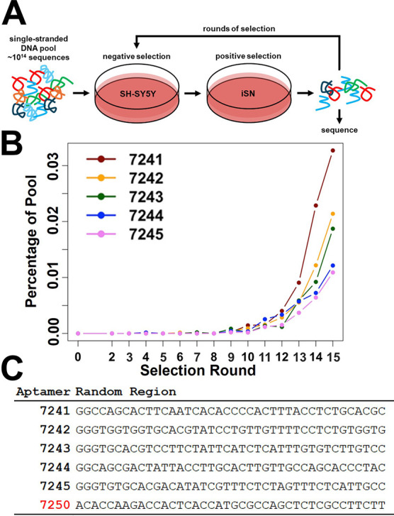 Selection of DNA Aptamers That Promote Neurite Outgrowth in Human iPSC-Derived Sensory Neuron Organoid Cultures.
