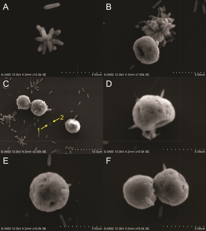 Photosynthetic dependence and filament production in physical bacterial-Symbiodiniaceae interactions.