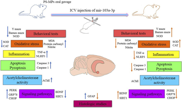 Promising protective potential of MiR-103a-3p against polystyrene microplastic neurotoxicity in rats.