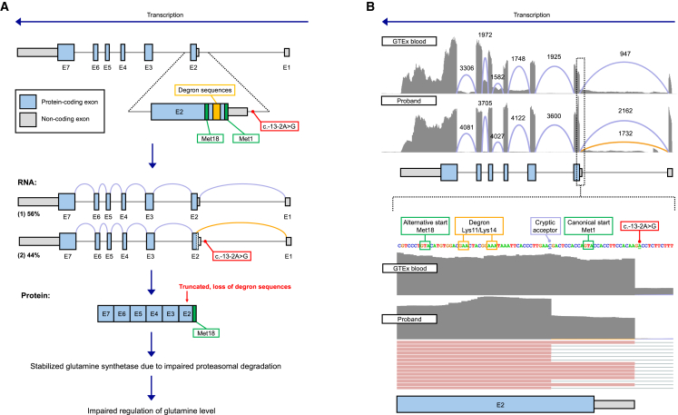 Male proband with intractable seizures and a de novo start-codon-disrupting variant in GLUL.