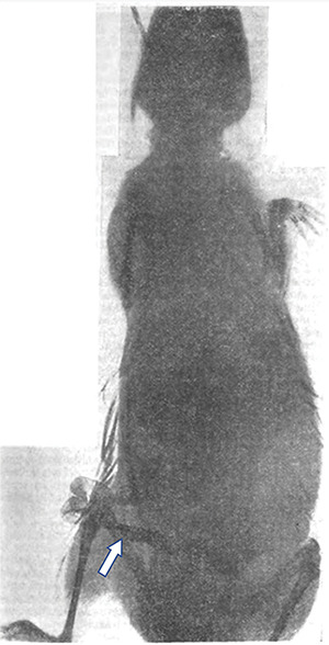 Rectification of Priority: Giuseppe Vicentini (1860-1944) Presented the First Luminal Contrast Enhanced X‑Ray of the Digestive Tract on January 26, 1896.
