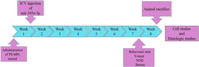 Promising protective potential of MiR-103a-3p against polystyrene microplastic neurotoxicity in rats.