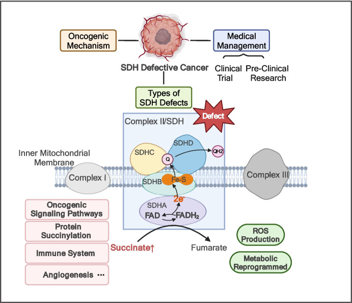 SDH defective cancers: molecular mechanisms and treatment strategies.