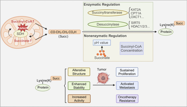 SDH defective cancers: molecular mechanisms and treatment strategies.