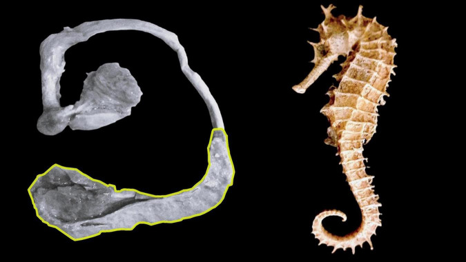 <i>Hippocampus</i> and <i>cornu ammonis</i>: mythonyms that prevail in <i>Terminologia Anatomica</i>, <i>Terminologia Neuroanatomica</i>, and <i>Terminologia Histologica</i>.