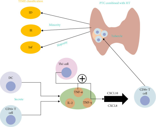 Research Progress on the Immunological Correlation Between Papillary Thyroid Carcinoma and Hashimoto's Thyroiditis.