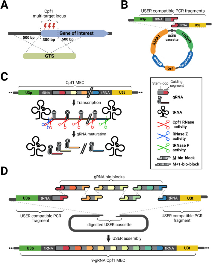 A CRISPR Cas12a/Cpf1 strategy to facilitate robust multiplex gene editing in Aspergillus Niger.