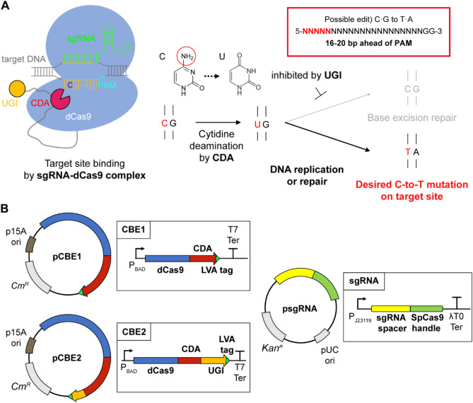 Development of a CRISPR-based cytosine base editor for restriction-modification system inactivation to enhance transformation efficiency in Vibrio Sp. dhg.