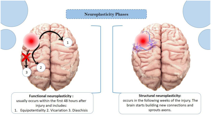 A review on recent advances in Alzheimer's disease: The role of synaptic plasticity.