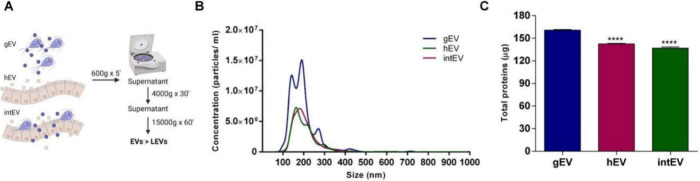 Host-Pathogen Cellular Communication: The Role of Dynamin, Clathrin, and Macropinocytosis in the Uptake of Giardia-Derived Extracellular Vesicles.