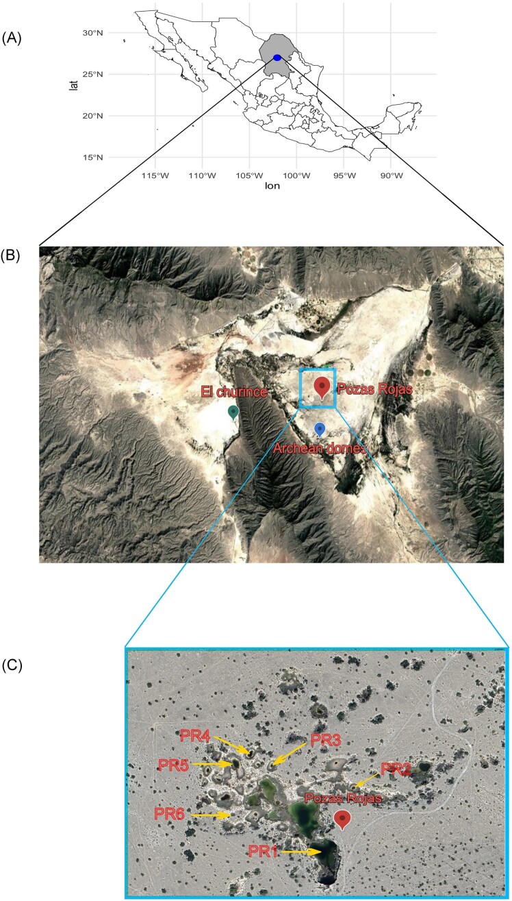 Running against the clock: exploring microbial diversity in an extremely endangered microbial oasis in the Chihuahuan Desert.