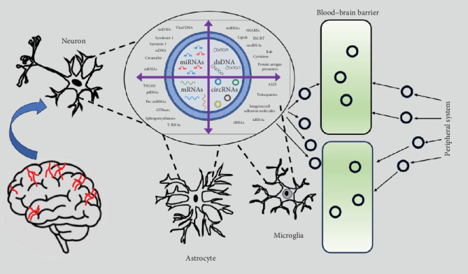 Circular RNAs, miRNAs, and Exosomes: Their Roles and Importance in Amyloid-Beta and Tau Pathologies in Alzheimer's Disease.