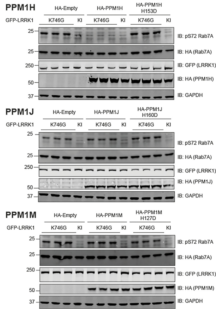 Correction: Deciphering the LRRK code: LRRK1 and LRRK2 phosphorylate distinct Rab proteins and are regulated by diverse mechanisms.