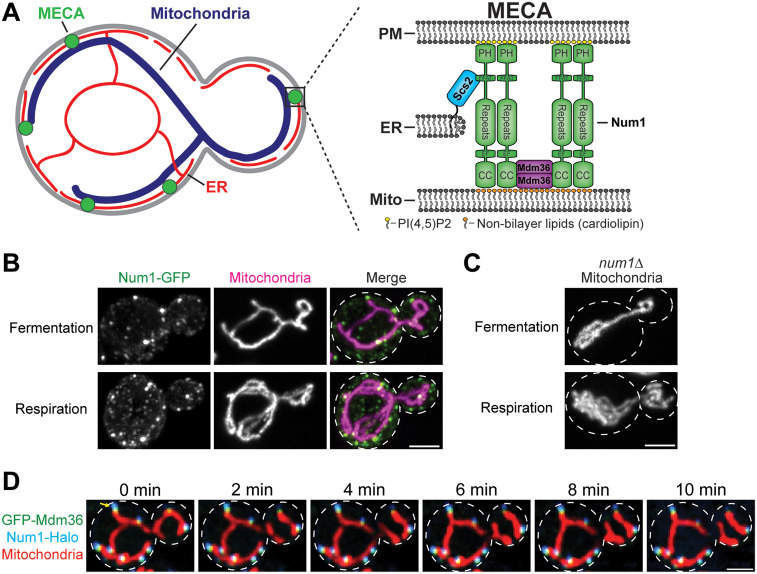 Mitochondria-Plasma Membrane Contact Sites: Emerging Regulators of Mitochondrial Form and Function.