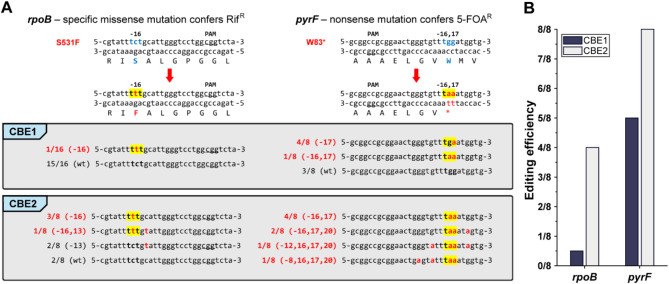 Development of a CRISPR-based cytosine base editor for restriction-modification system inactivation to enhance transformation efficiency in Vibrio Sp. dhg.