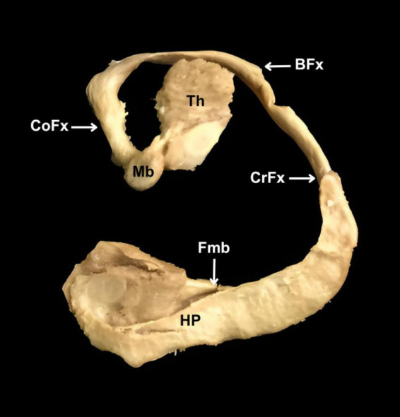 <i>Hippocampus</i> and <i>cornu ammonis</i>: mythonyms that prevail in <i>Terminologia Anatomica</i>, <i>Terminologia Neuroanatomica</i>, and <i>Terminologia Histologica</i>.