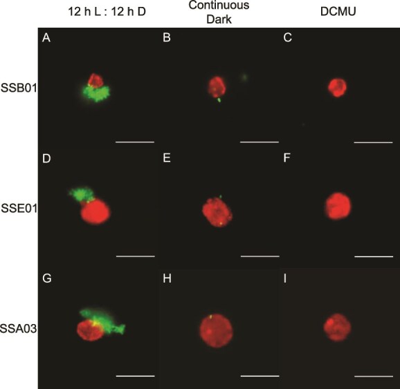 Photosynthetic dependence and filament production in physical bacterial-Symbiodiniaceae interactions.