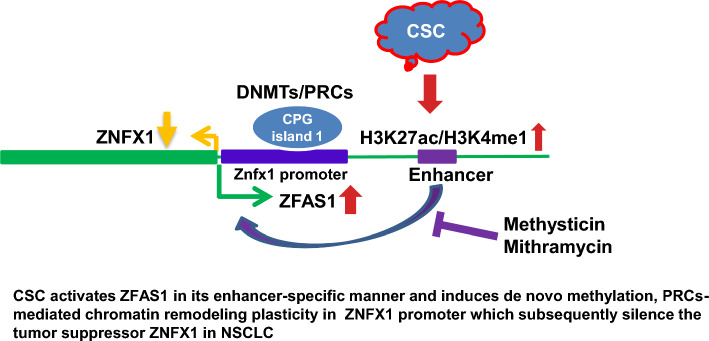 Repression of ZNFX1 by LncRNA ZFAS1 mediates tobacco-induced pulmonary carcinogenesis.