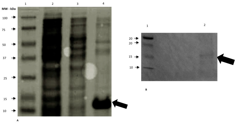 Enzyme-Linked Immunosorbent Assay (ELISA) Development for Equine Serum Amyloid A (SAA) Determination Using Recombinant Proteins.