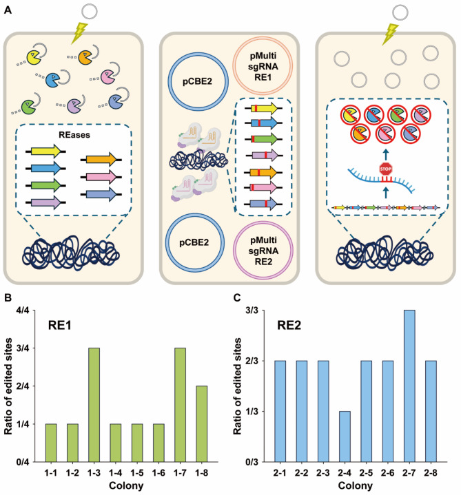 Development of a CRISPR-based cytosine base editor for restriction-modification system inactivation to enhance transformation efficiency in Vibrio Sp. dhg.