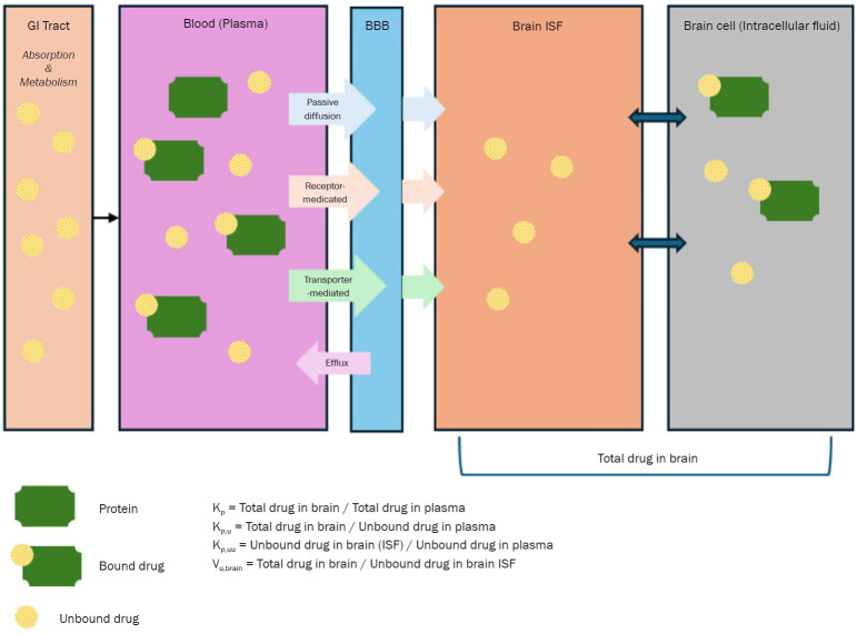Exploring neuropharmacokinetics: mechanisms, models, and clinical implications.