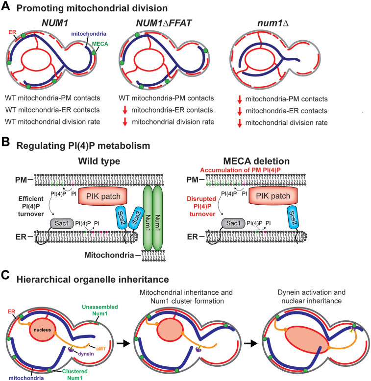 Mitochondria-Plasma Membrane Contact Sites: Emerging Regulators of Mitochondrial Form and Function.