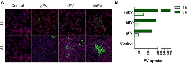 Host-Pathogen Cellular Communication: The Role of Dynamin, Clathrin, and Macropinocytosis in the Uptake of Giardia-Derived Extracellular Vesicles.